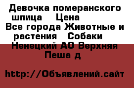 Девочка померанского шпица. › Цена ­ 40 000 - Все города Животные и растения » Собаки   . Ненецкий АО,Верхняя Пеша д.